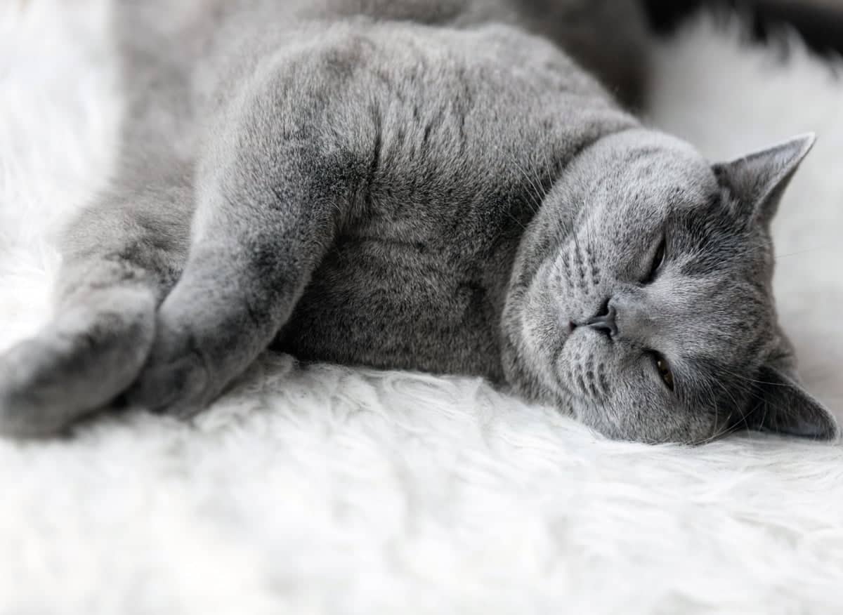 Why cats twitch in their sleep