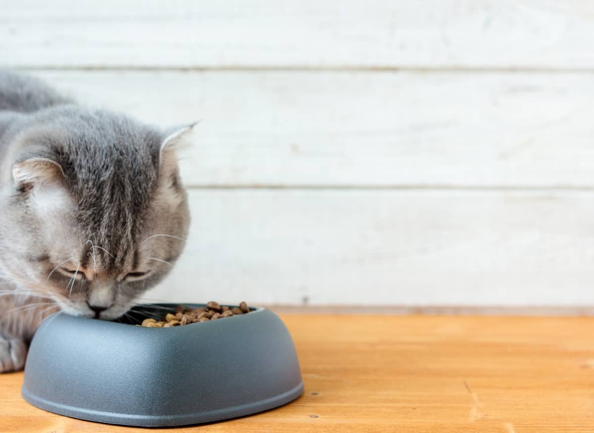 How long can cats go without food