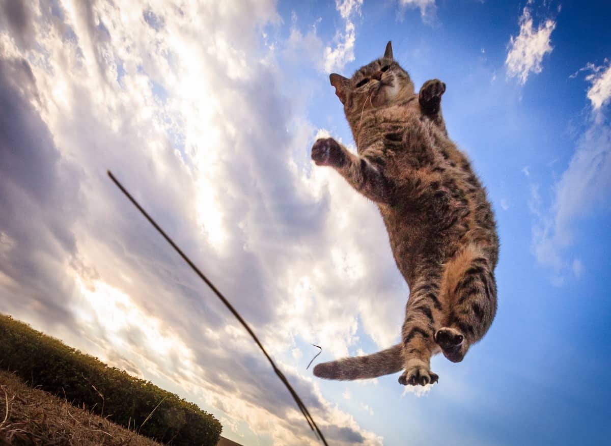 How high can a cat jump