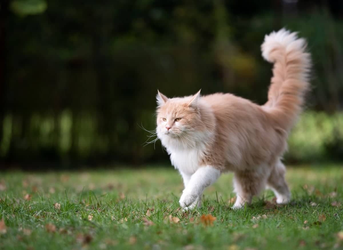 Why do cats wag their tail