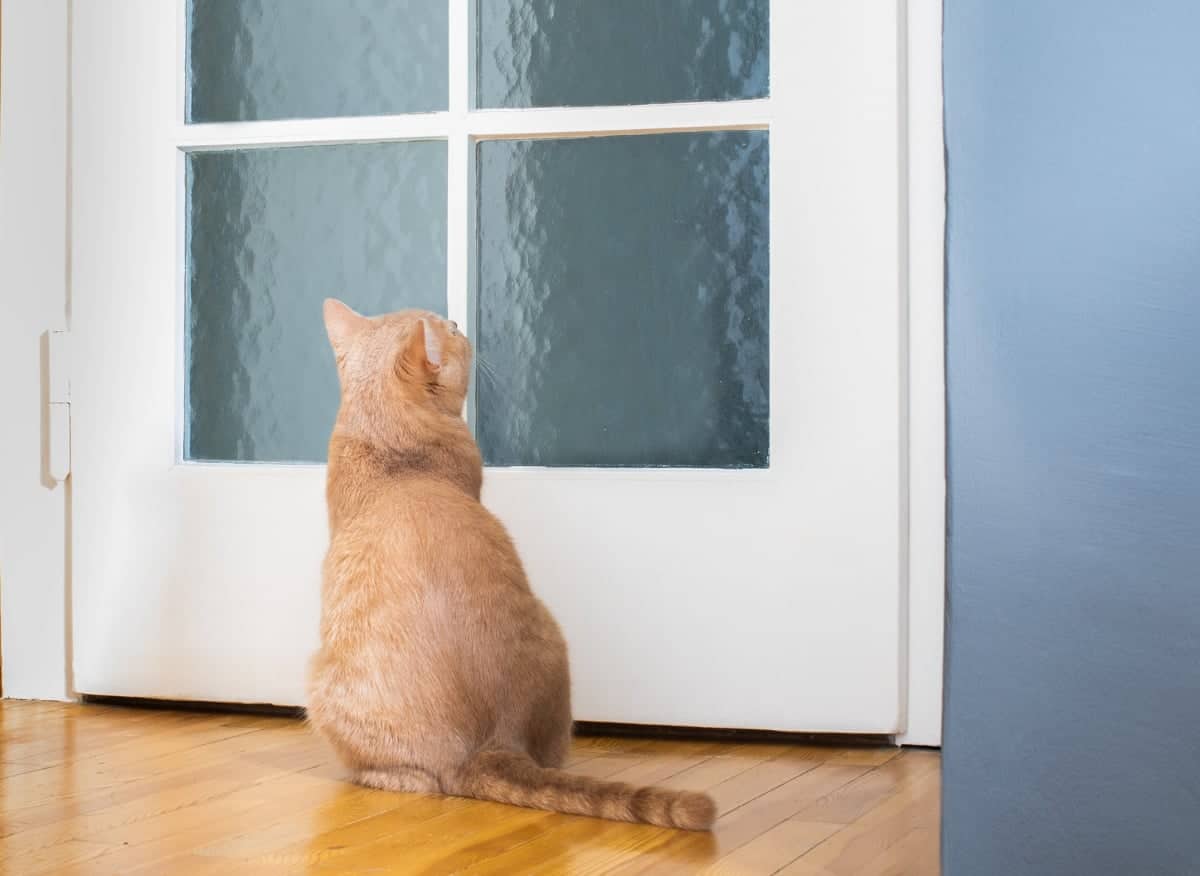 Why does my cat guard my bedroom door