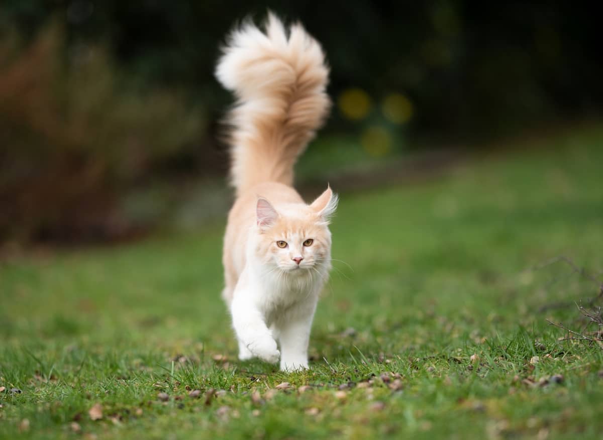 Why do cats have tails