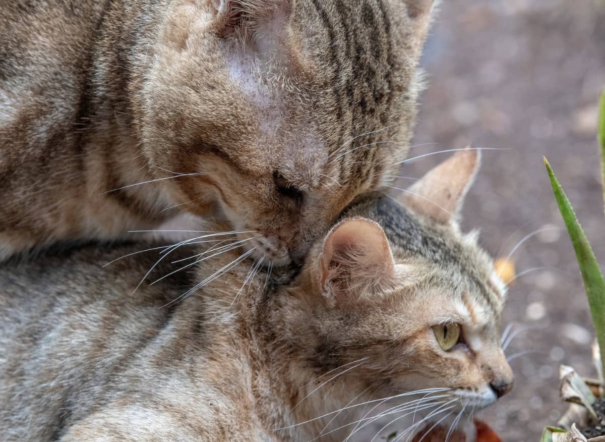 why cats scream when mating