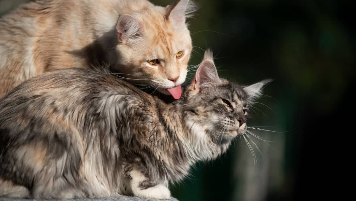 Why do cats groom each other